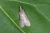 Lamoria anella